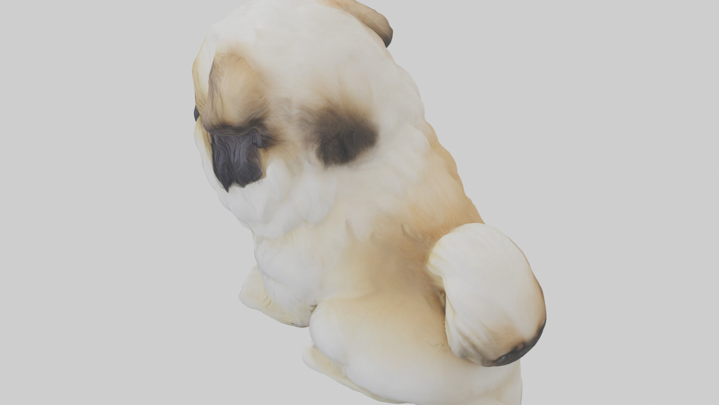 3D model Pekingese Dog sitting model VR / AR / low-poly