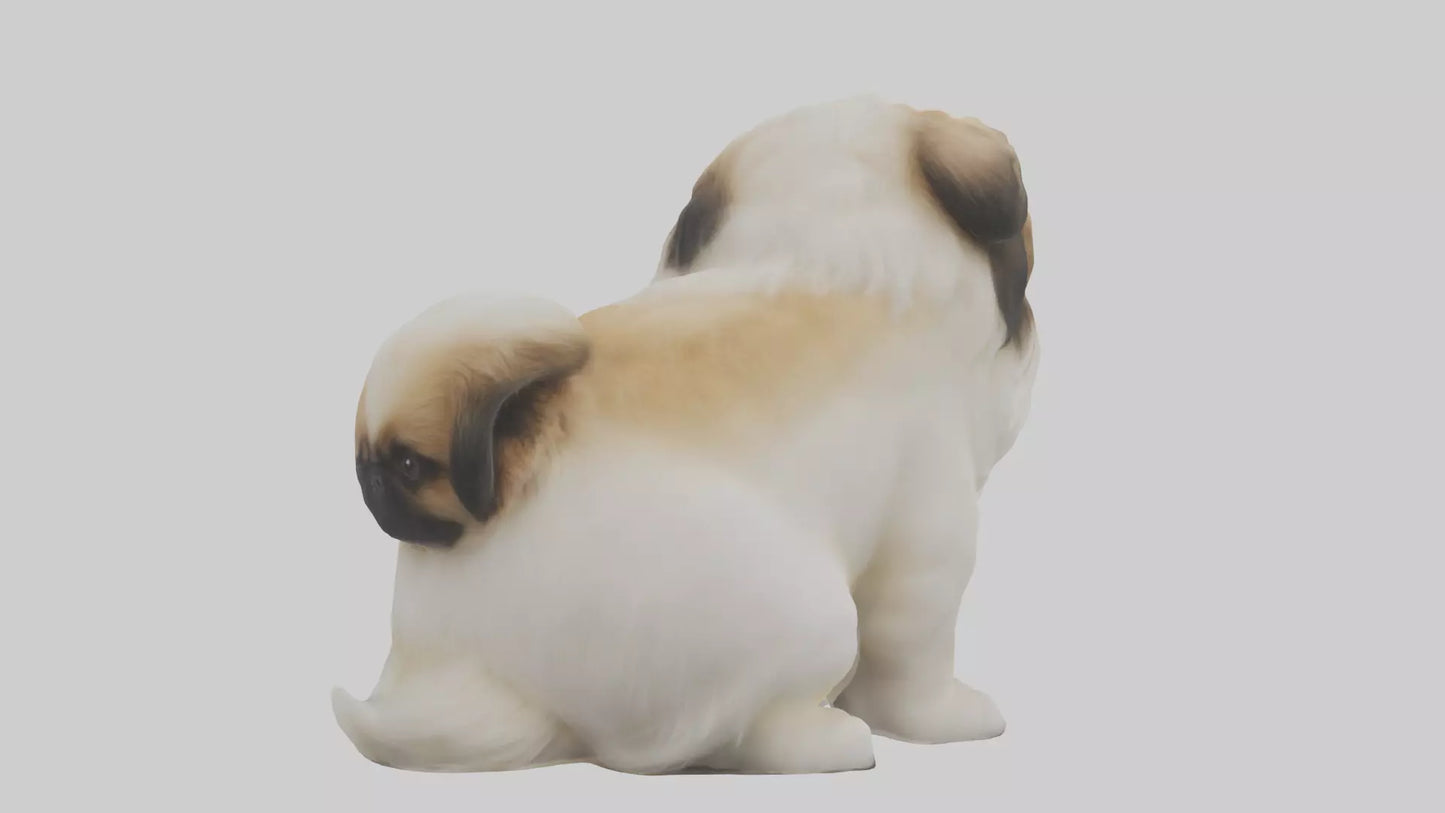3D model Pekingese Dog sitting model VR / AR / low-poly