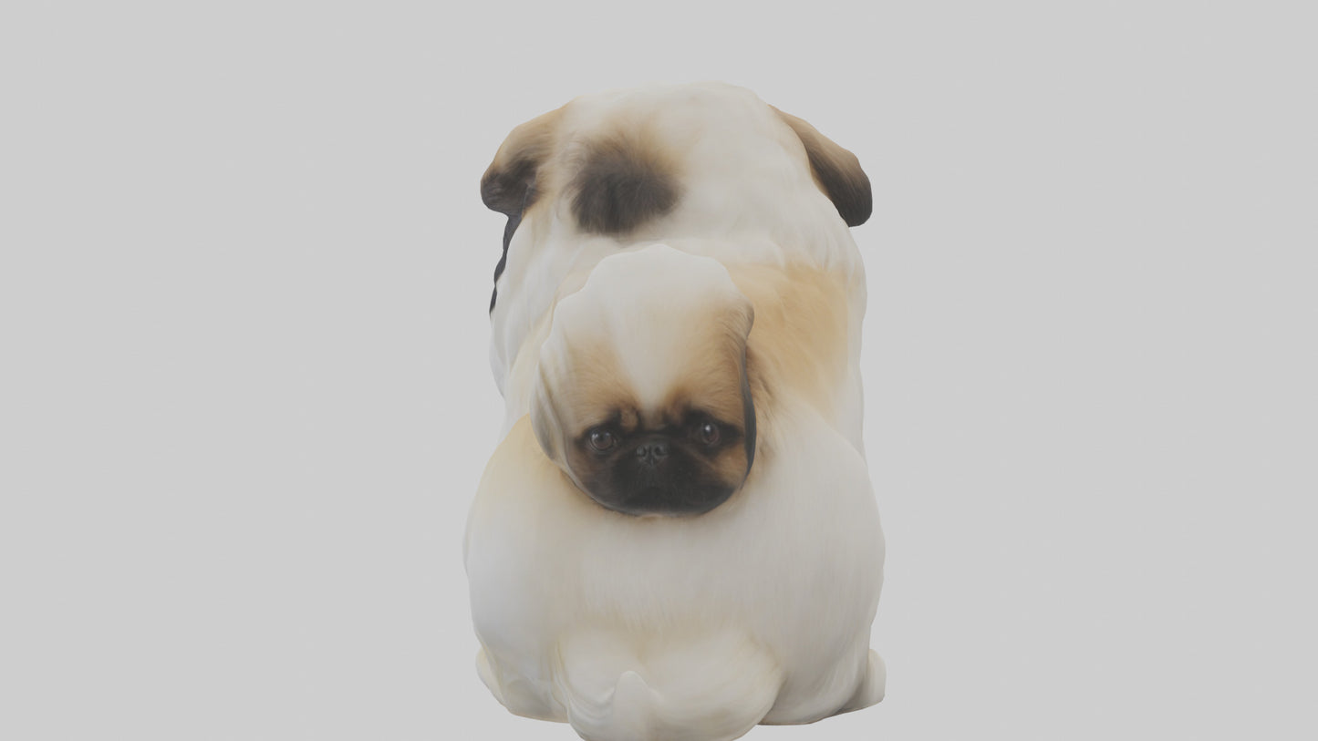 3D model Pekingese Dog sitting model VR / AR / low-poly