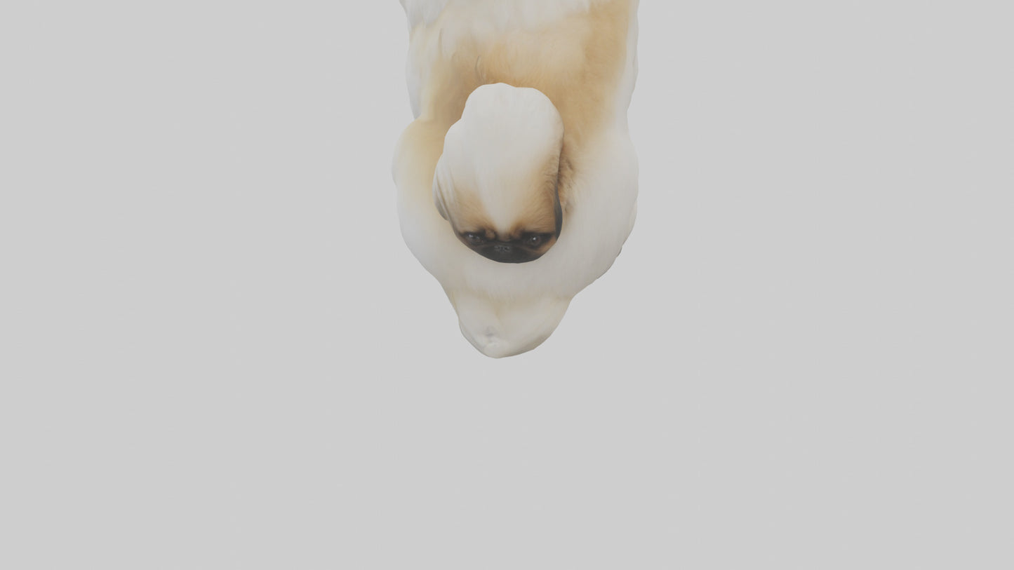 3D model Pekingese Dog sitting model VR / AR / low-poly