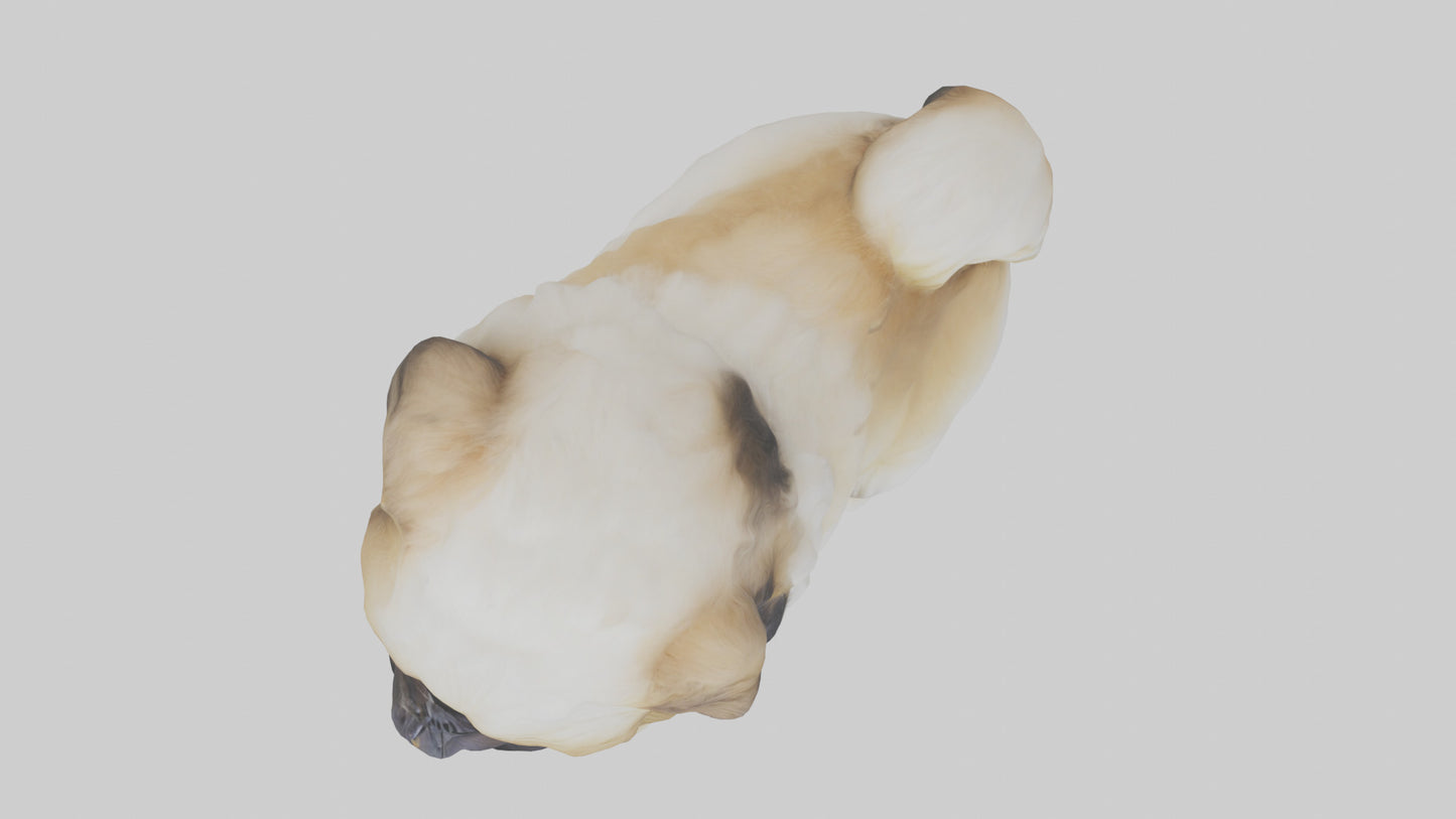 3D model Pekingese Dog sitting model VR / AR / low-poly