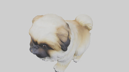 3D model Pekingese Dog sitting model VR / AR / low-poly