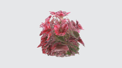 3D model Pelargonium Flowers VR / AR / low-poly