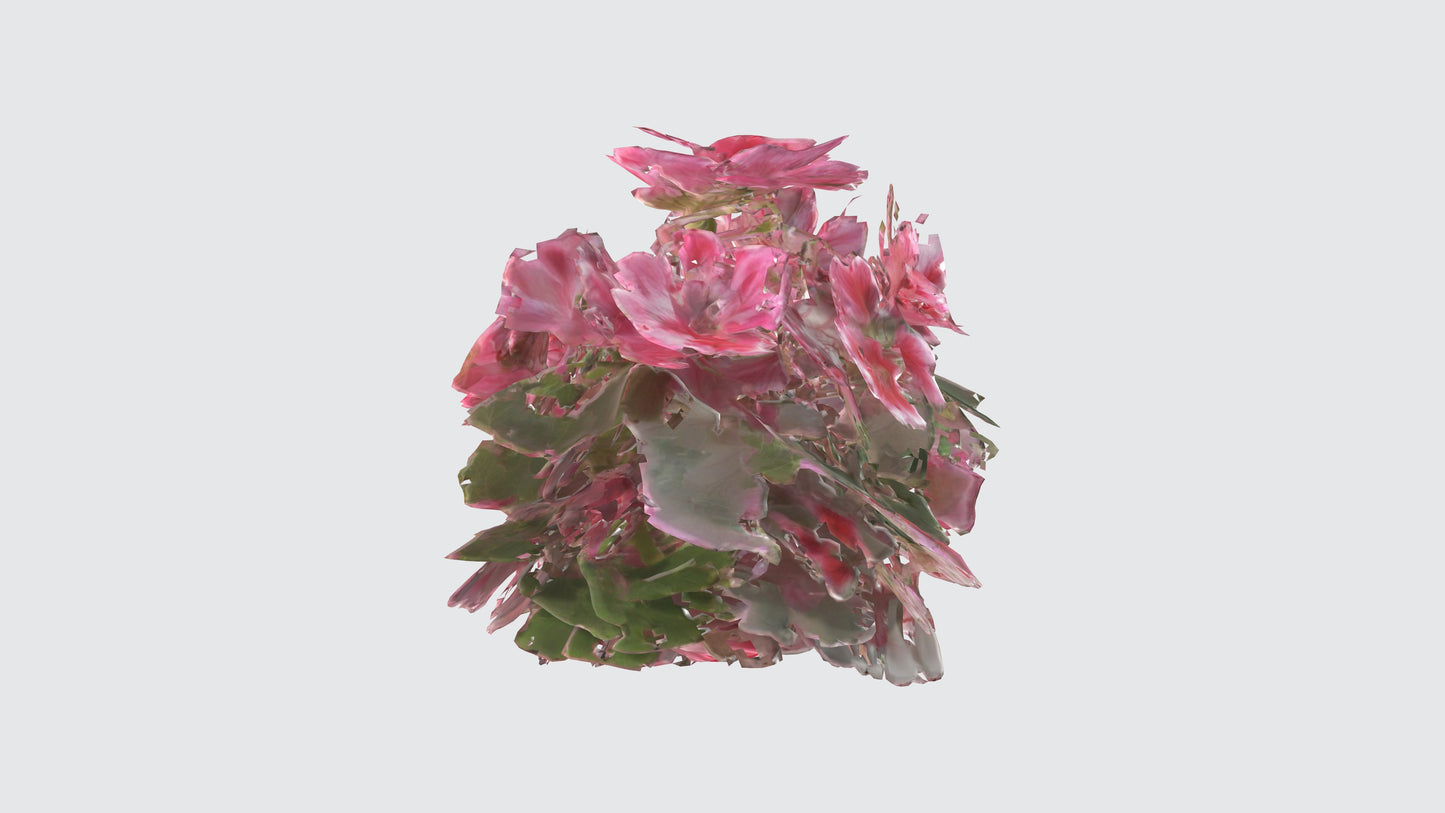 3D model Pelargonium Flowers VR / AR / low-poly