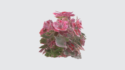 3D model Pelargonium Flowers VR / AR / low-poly