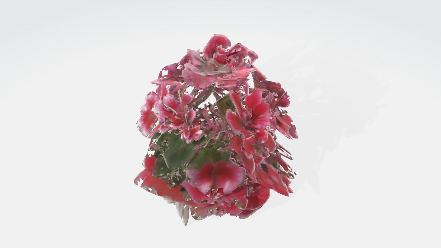 3D model Pelargonium Flowers VR / AR / low-poly