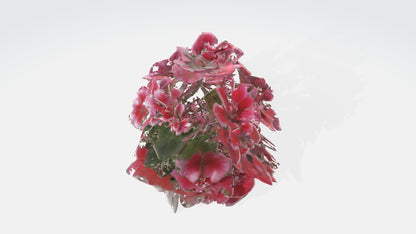 3D model Pelargonium Flowers VR / AR / low-poly
