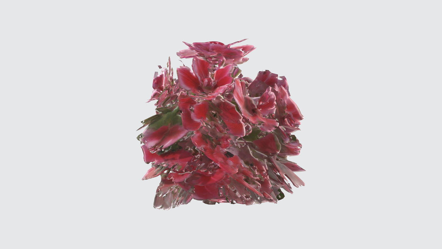 3D model Pelargonium Flowers VR / AR / low-poly