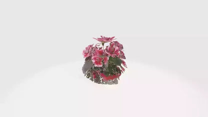 3D model Pelargonium Flowers VR / AR / low-poly