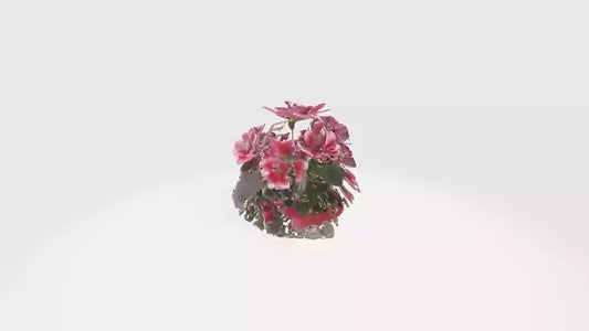 3D model Pelargonium Flowers VR / AR / low-poly