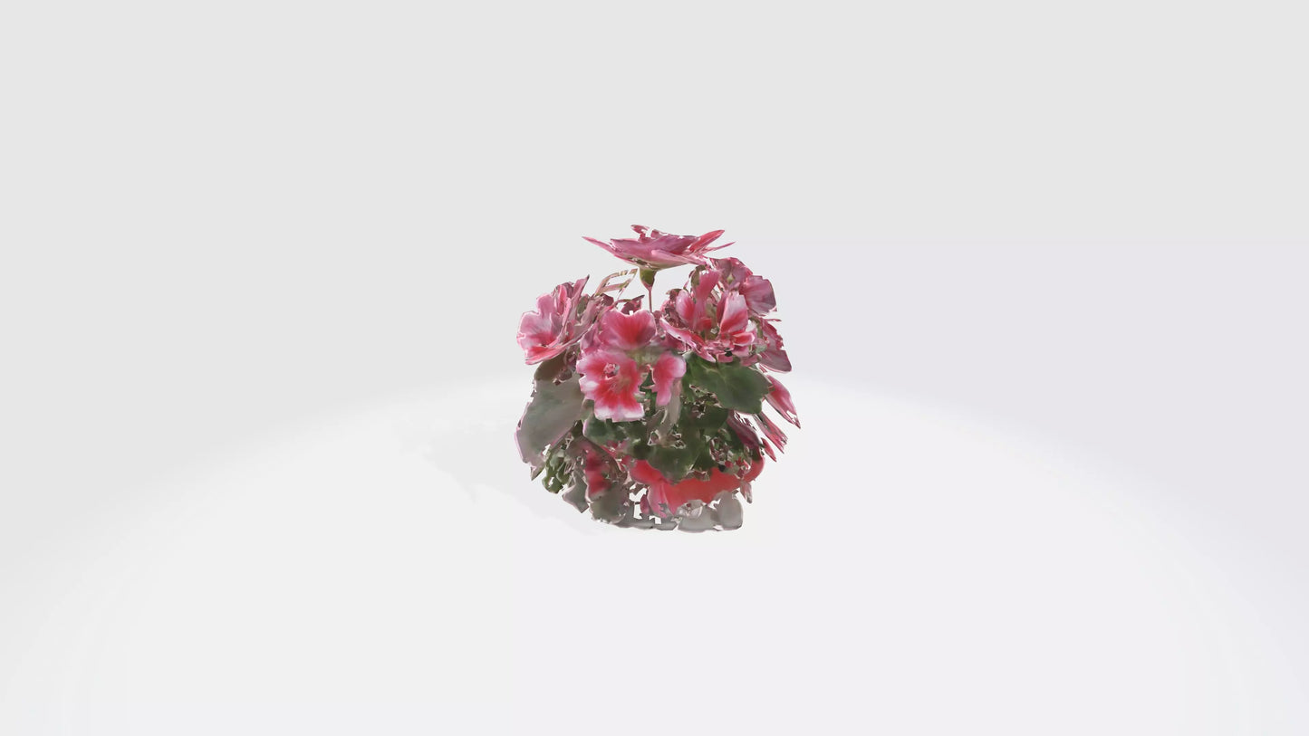 3D model Pelargonium Flowers VR / AR / low-poly