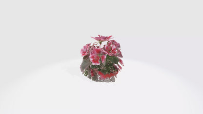 3D model Pelargonium Flowers VR / AR / low-poly