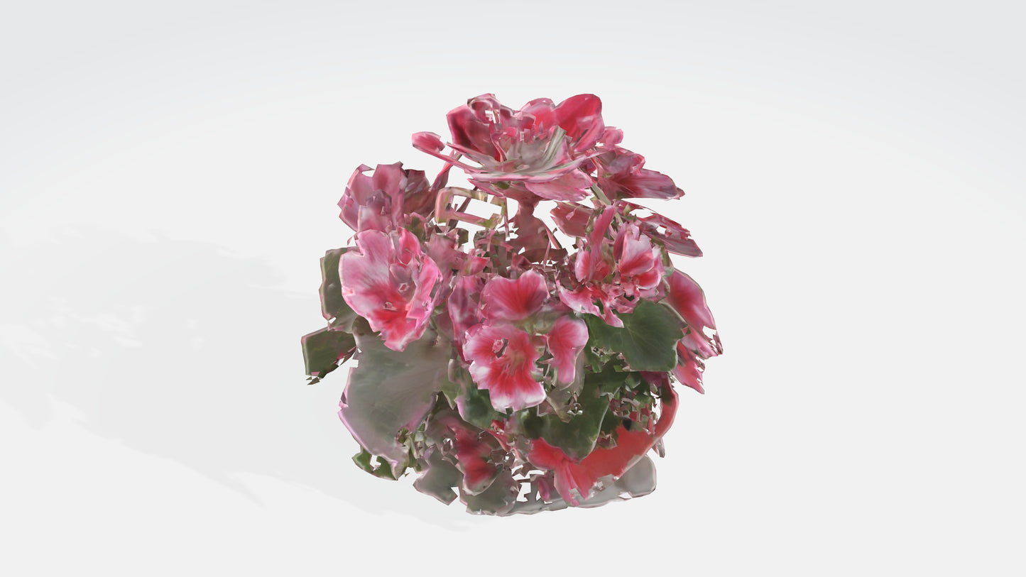 3D model Pelargonium Flowers VR / AR / low-poly
