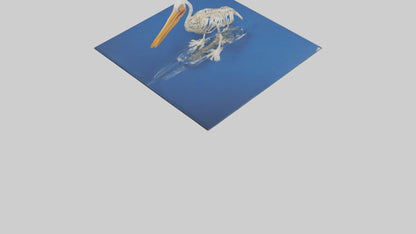 3D model Pelican Skeleton model VR / AR / low-poly