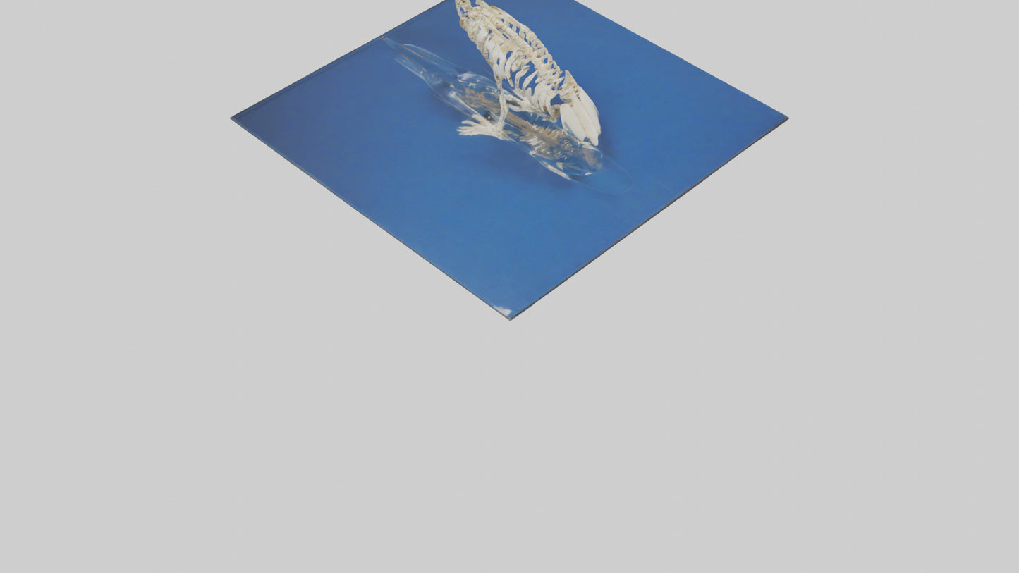 3D model Pelican Skeleton model VR / AR / low-poly