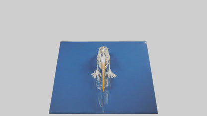 3D model Pelican Skeleton model VR / AR / low-poly