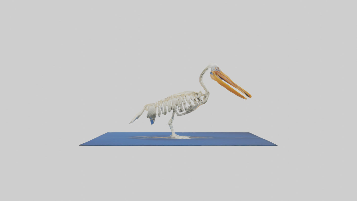 3D model Pelican Skeleton model VR / AR / low-poly