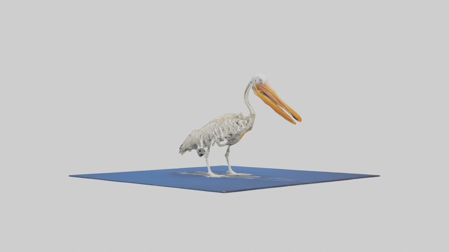 3D model Pelican Skeleton model VR / AR / low-poly