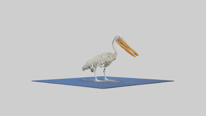 3D model Pelican Skeleton model VR / AR / low-poly