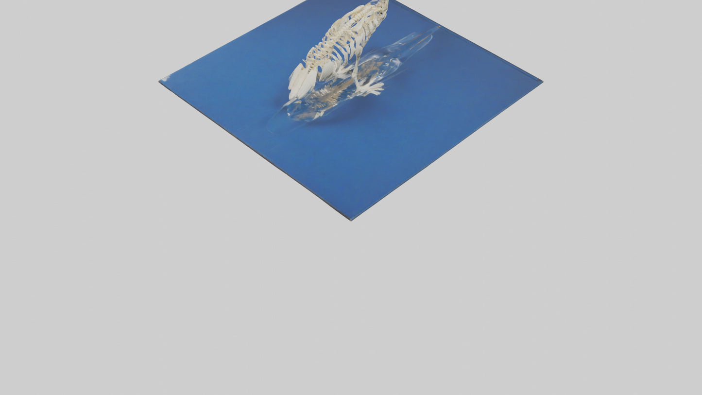 3D model Pelican Skeleton model VR / AR / low-poly