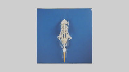 3D model Pelican Skeleton model VR / AR / low-poly