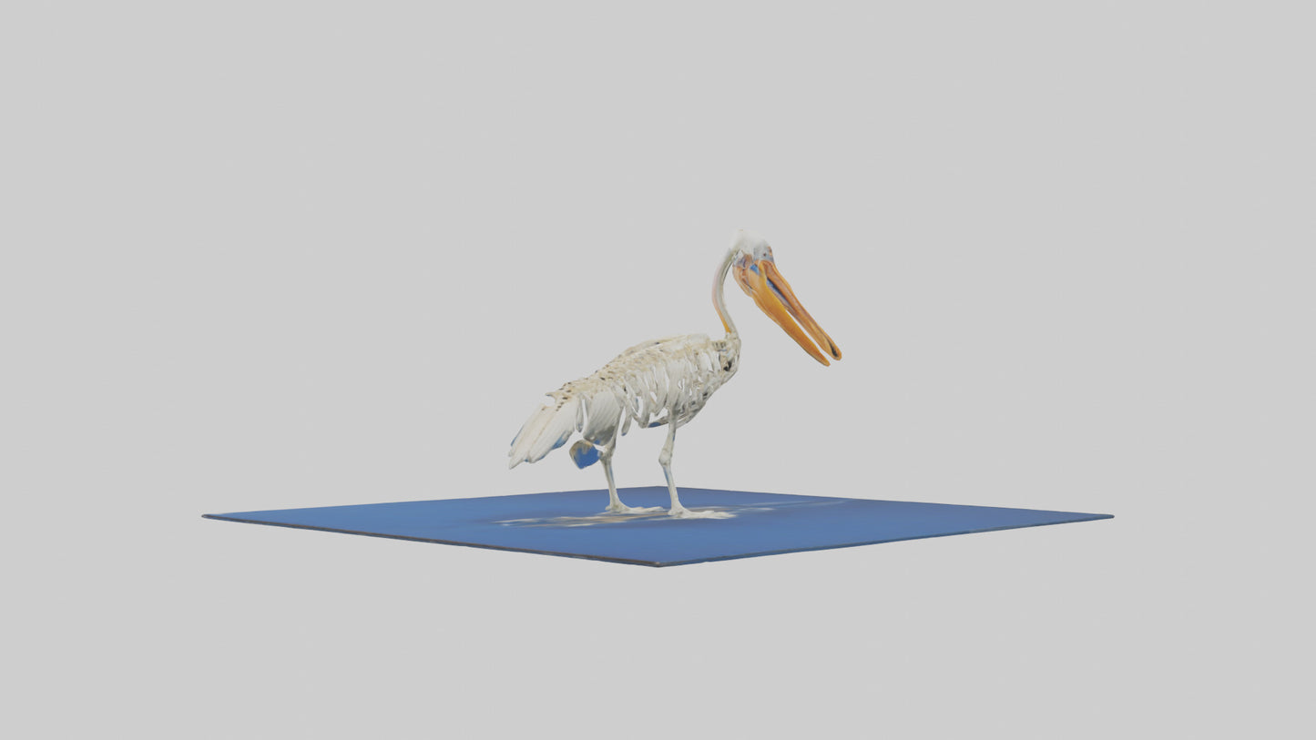 3D model Pelican Skeleton model VR / AR / low-poly