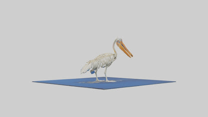 3D model Pelican Skeleton model VR / AR / low-poly