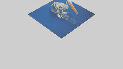 3D model Pelican Skeleton model VR / AR / low-poly