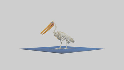 3D model Pelican Skeleton model VR / AR / low-poly