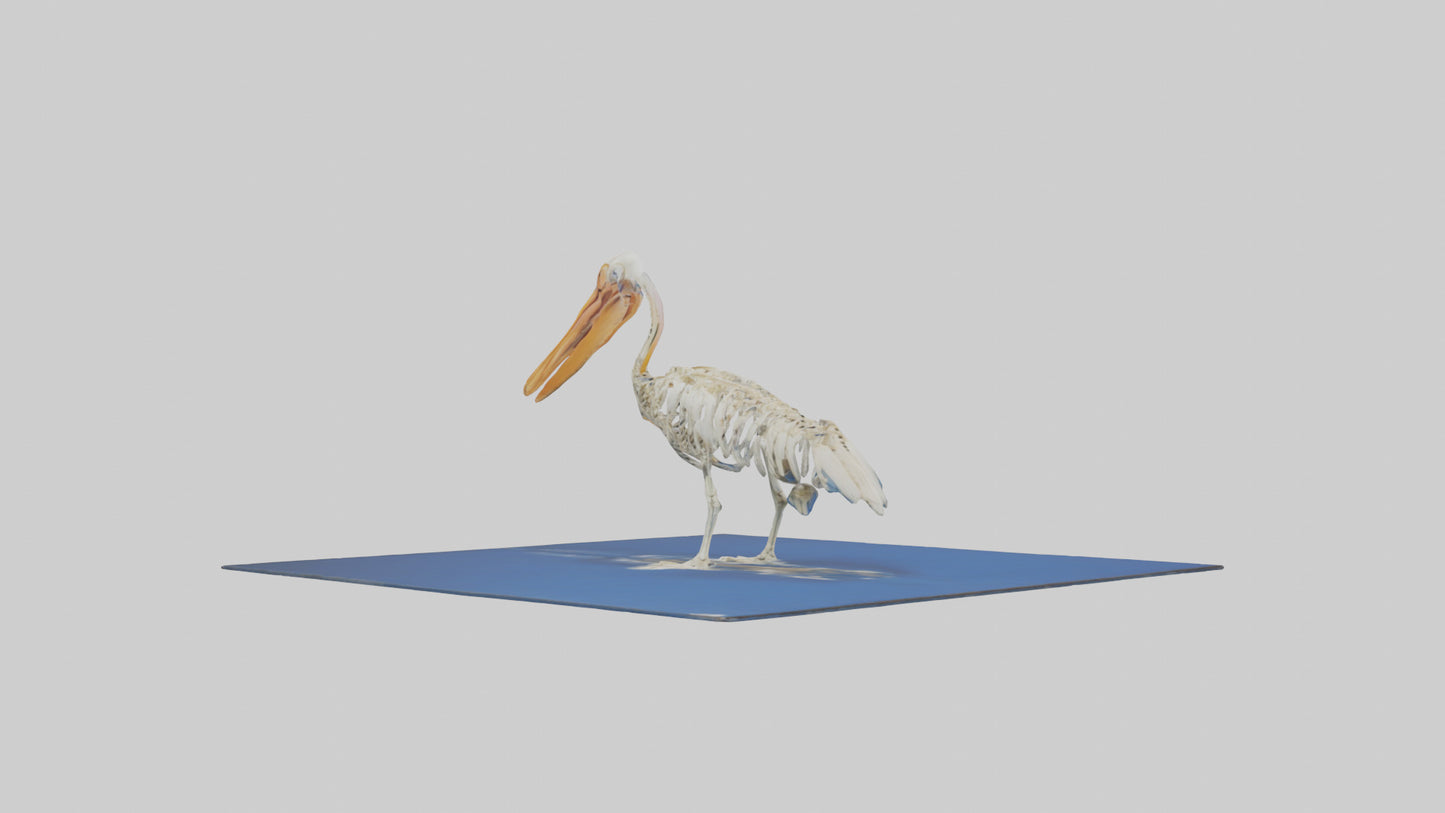 3D model Pelican Skeleton model VR / AR / low-poly