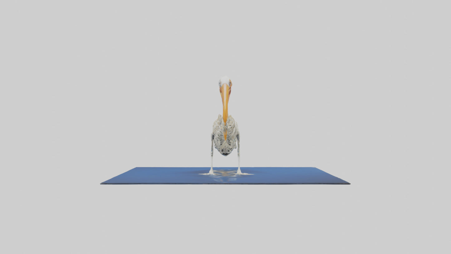 3D model Pelican Skeleton model VR / AR / low-poly