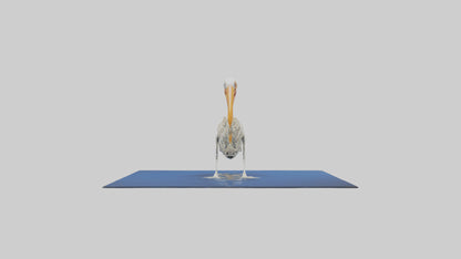 3D model Pelican Skeleton model VR / AR / low-poly