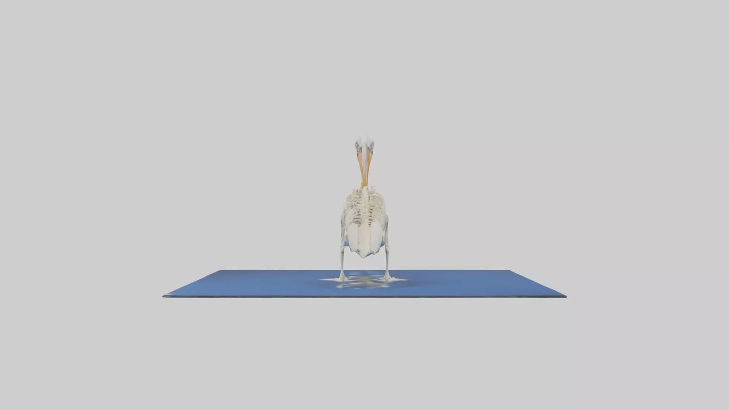 3D model Pelican Skeleton model VR / AR / low-poly