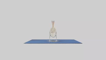 3D model Pelican Skeleton model VR / AR / low-poly