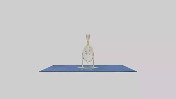 3D model Pelican Skeleton model VR / AR / low-poly