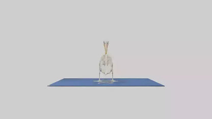 3D model Pelican Skeleton model VR / AR / low-poly