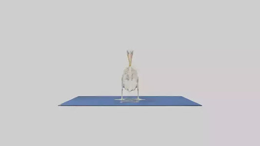 3D model Pelican Skeleton model VR / AR / low-poly