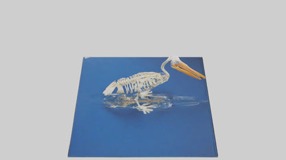 3D model Pelican Skeleton model VR / AR / low-poly