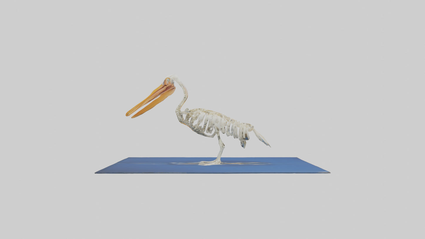 3D model Pelican Skeleton model VR / AR / low-poly