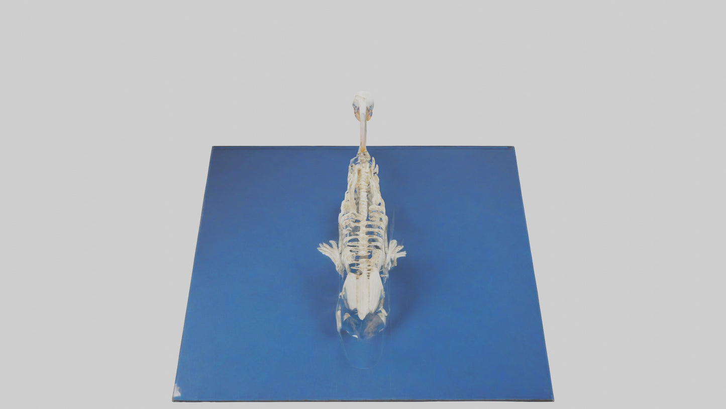 3D model Pelican Skeleton model VR / AR / low-poly