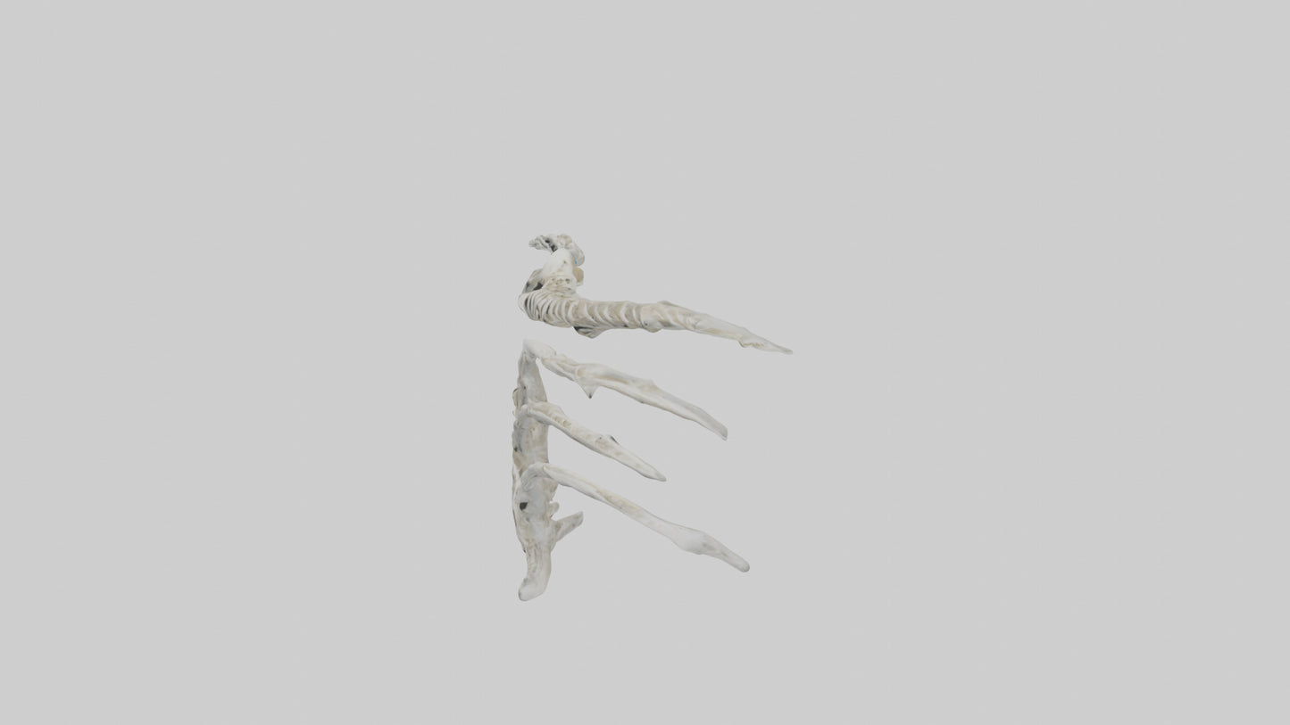 Penguin Flipper Skeleton model VR / AR / low-poly
