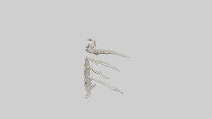 Penguin Flipper Skeleton model VR / AR / low-poly