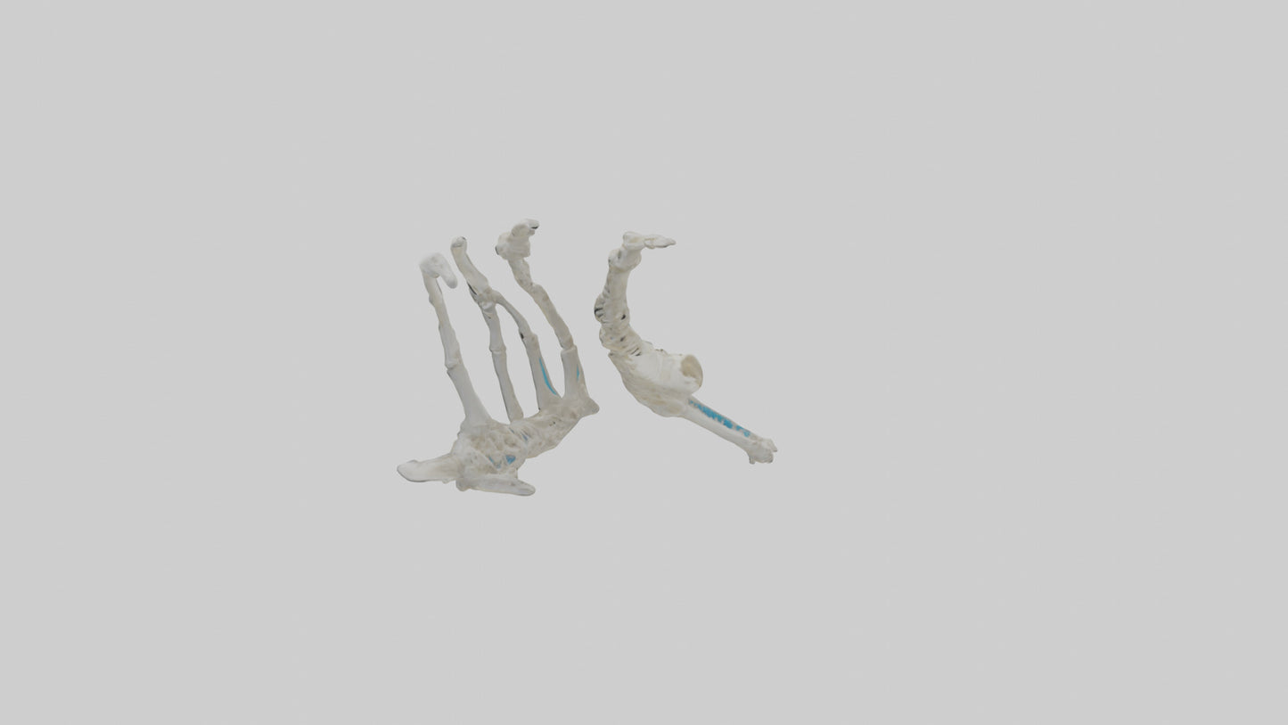 Penguin Flipper Skeleton model VR / AR / low-poly