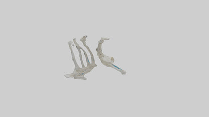 Penguin Flipper Skeleton model VR / AR / low-poly