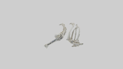 Penguin Flipper Skeleton model VR / AR / low-poly