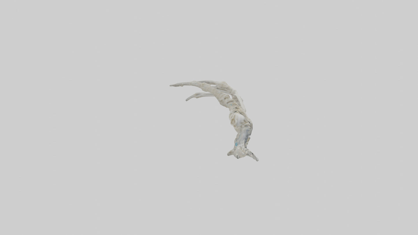 Penguin Flipper Skeleton model VR / AR / low-poly