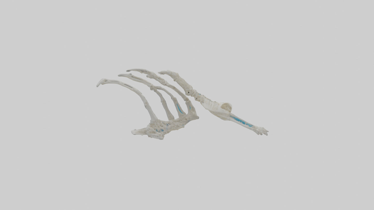 Penguin Flipper Skeleton model VR / AR / low-poly
