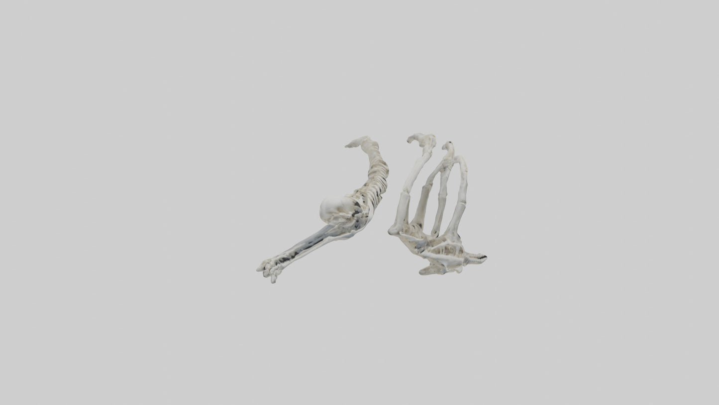 Penguin Flipper Skeleton model VR / AR / low-poly