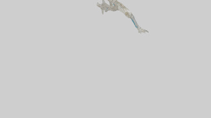 Penguin Flipper Skeleton model VR / AR / low-poly