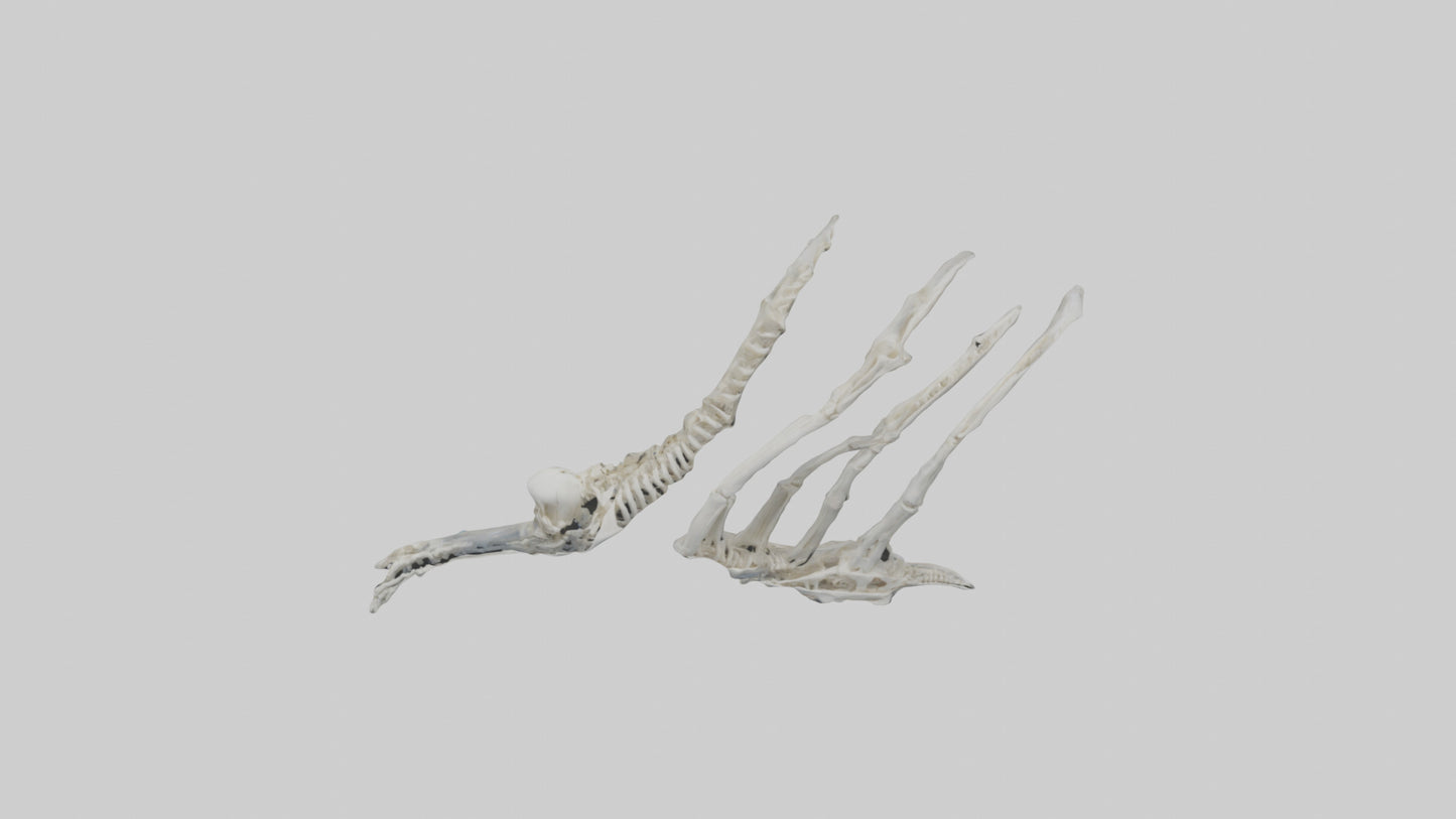 Penguin Flipper Skeleton model VR / AR / low-poly